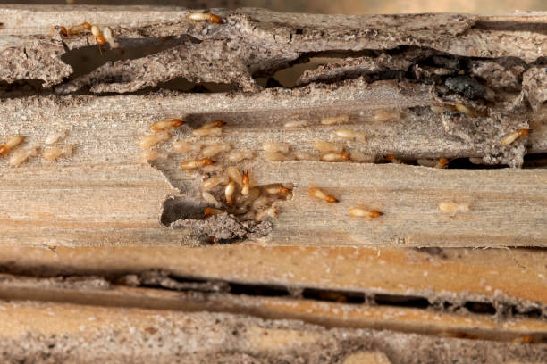 Best Flea Control Services  in Appleton City, MO