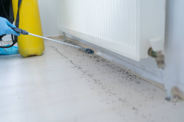 Best Ant Control Services  in Appleton City, MO